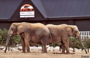 Éléphants d'Afrique