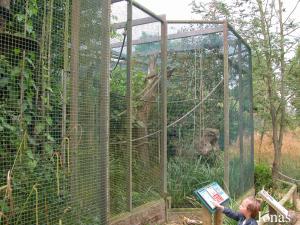 Installation principale des ouistitis et des tamarins