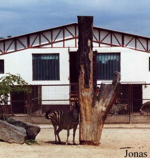 Enclos des zèbres et des girafes