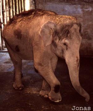 Éléphant asiatique dans son enclos intérieur