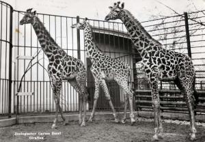 Carte postale