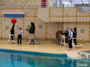 Spectacle d'otaries