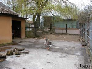 Enclos du lama et des oies