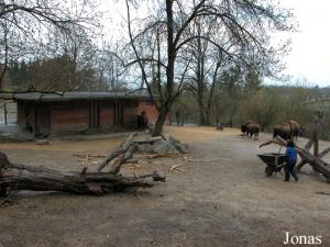 Enclos des bisons et des dindons