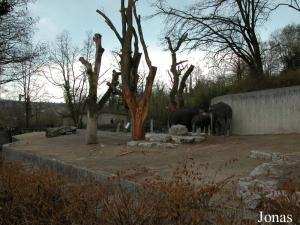 Installation des éléphants asiatiques