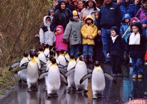 Parade des manchots