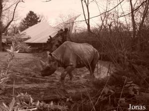 Enclos des rhinocéros noirs orientaux