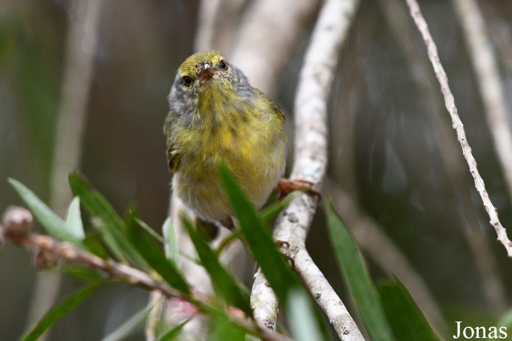 Neomixis striatigula striatigula / Ambositra / Visualiser dans la Galerie animalière