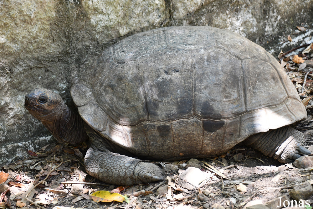 Geochelone gigantea / Biby Havantsika / Visualiser dans la Galerie animalière