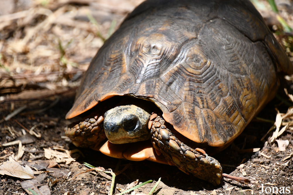 Pyxis arachnoides / Biby Havantsika / Visualiser dans la Galerie animalière